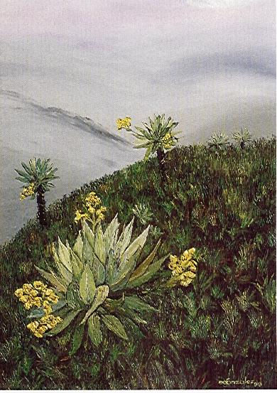 Frailejon en siecha
