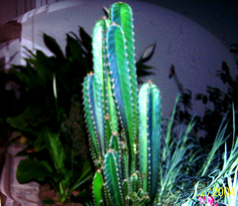 Cactus iluminado
