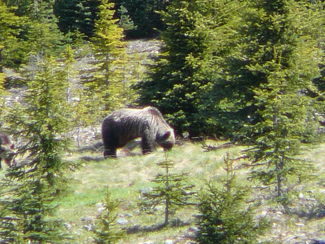 Alberta Canada 