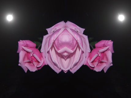Rosa nocturna