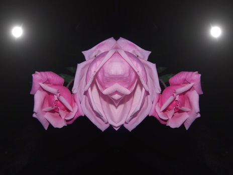 Rosa nocturna