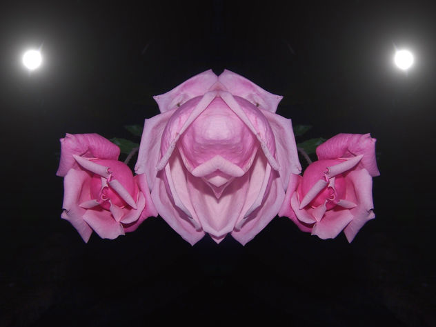 Rosa nocturna