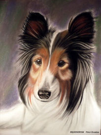 Collie