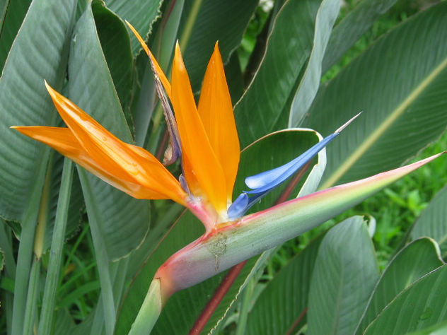 ave de paraiso