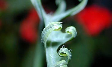 Rostros de la Naturaleza