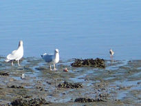 Gaviotas