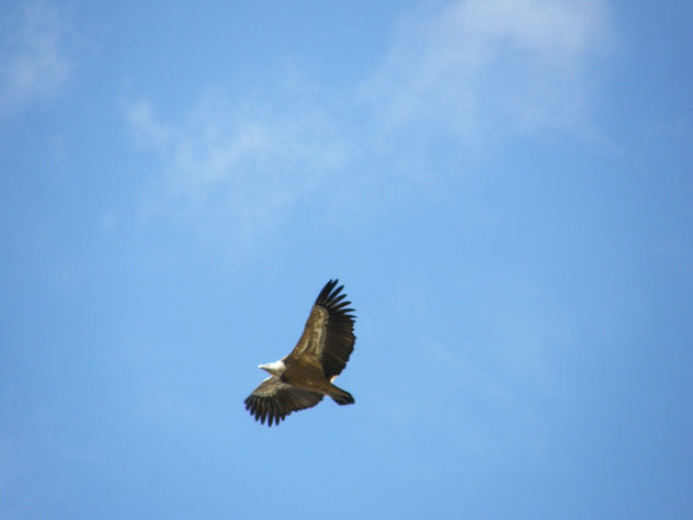 CAZADO AL VUELO