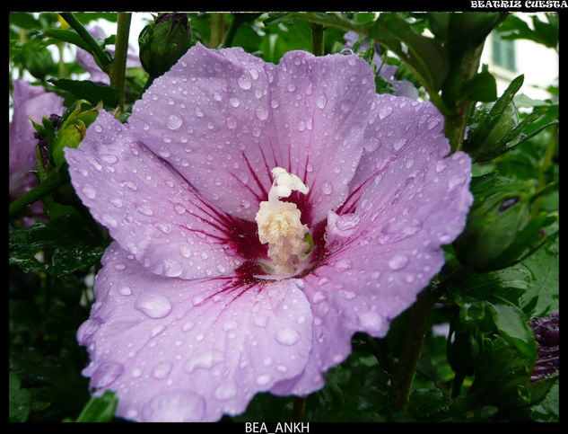 Flor de Interlaken 