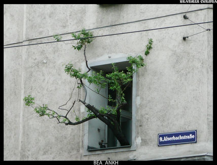 Árbol de la ventana
