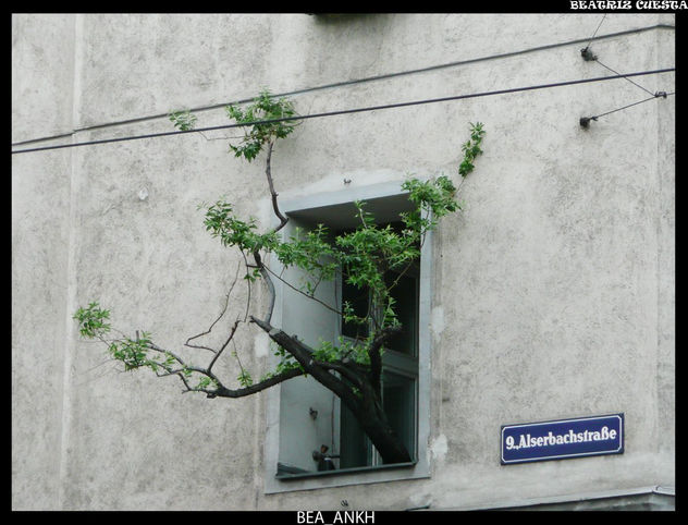 Árbol de la ventana