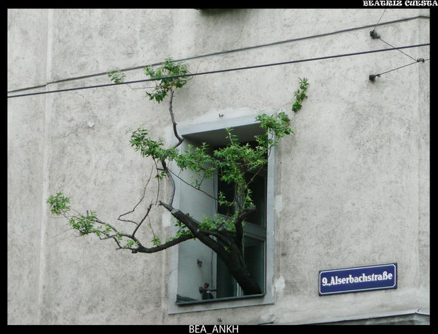 Árbol de la ventana 