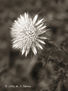 Flores silvestres 3