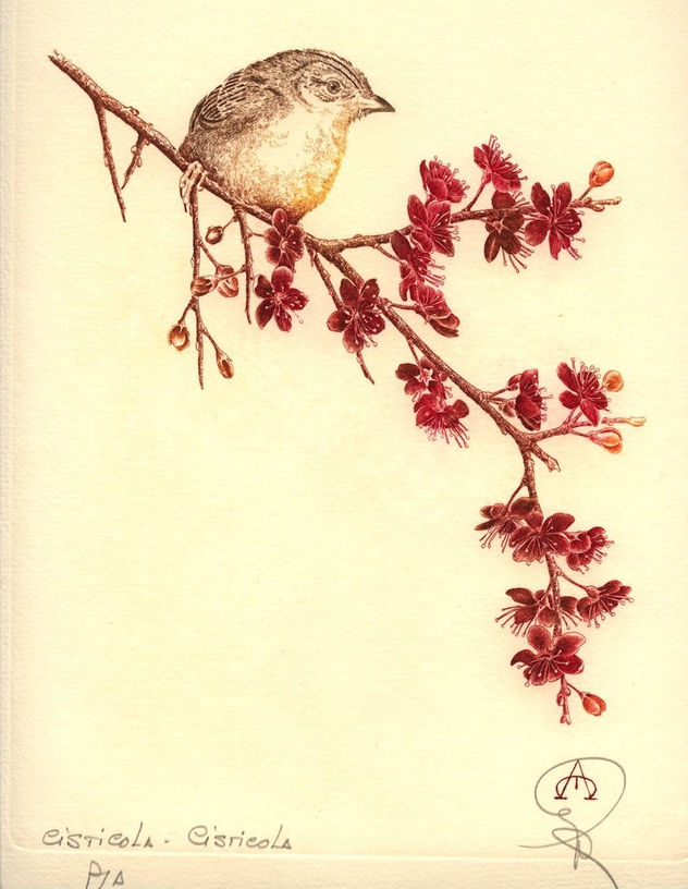 Pajaros - Cisticola - cisticola 2