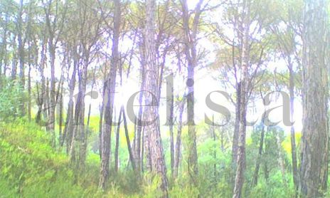 El bosque
