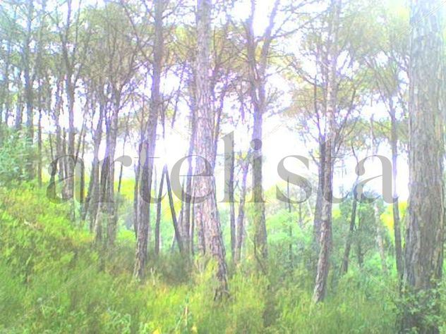 Bosque Mediterráneo 2