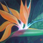 Florales thumbnail 2