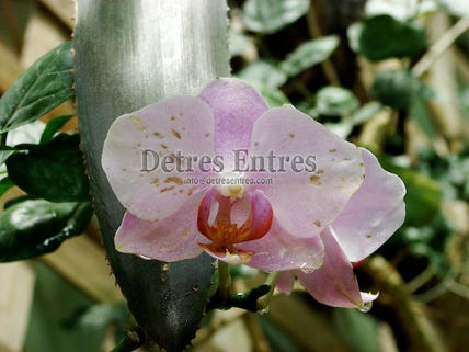Flor