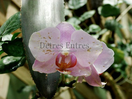 Flor