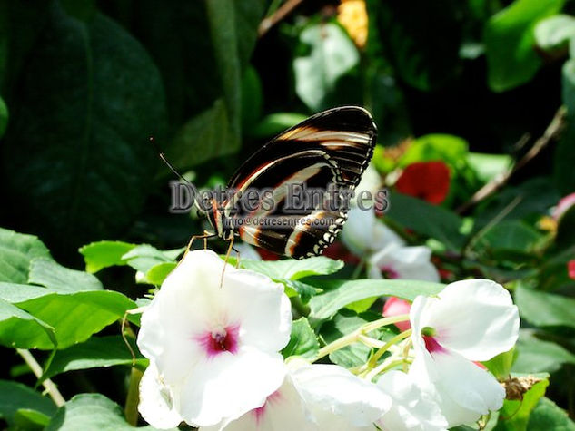 Mariposa posada Architecture and Interiorism Black and White (Digital)