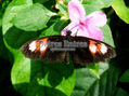 Mariposa posada