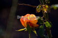Flor