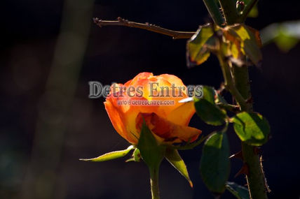 Flor