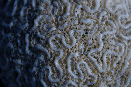 Textura a