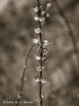 Flores silvestres 11 Naturaleza Blanco y Negro (Digital)