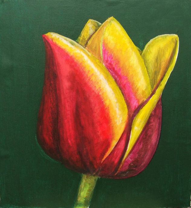 tulipan