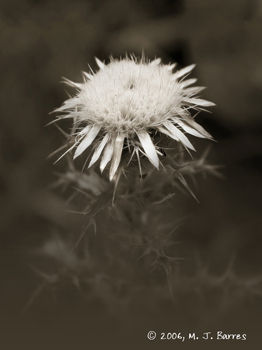 Flores silvestres 1 Naturaleza Blanco y Negro (Digital)