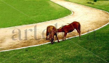 Horses