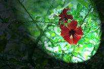 Flor iluminada