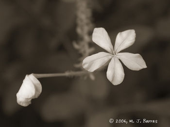 Flores silvestres 2 Nature Black and White (Digital)