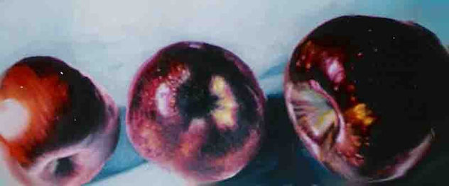 oleo sobre lienzo manzanas