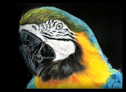 ara de Venezuela
