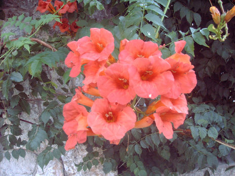 Power flower