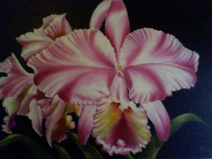 Orquidea