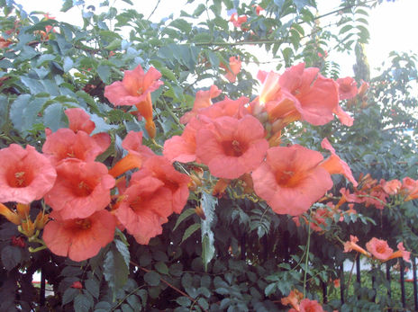 Flower power