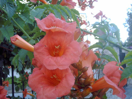 El poder de las flores