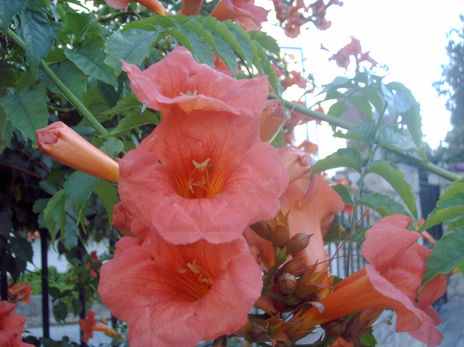 El poder de las flores