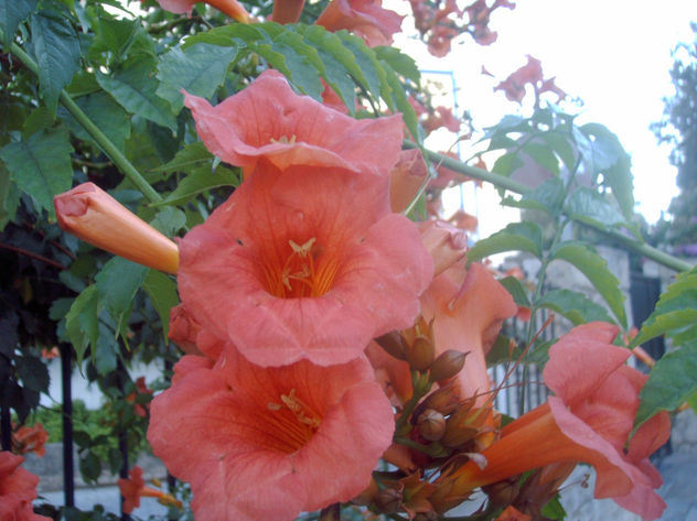 EL PODER DE LAS FLORES