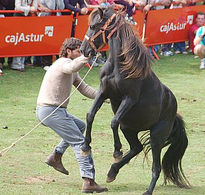 El asturcon...