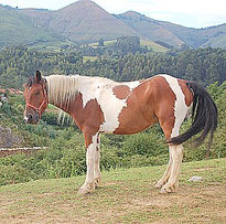 Un poco de Pasto...