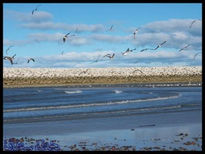 Gaviotas