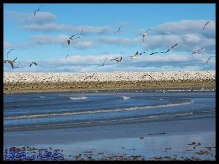 Gaviotas