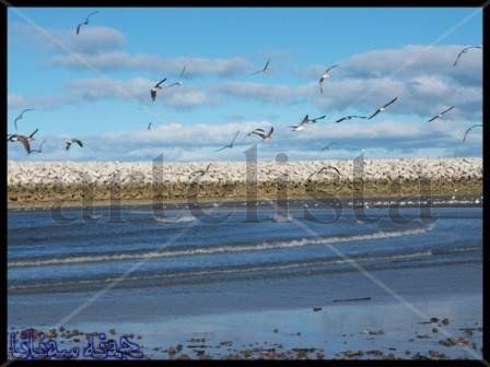 Gaviotas