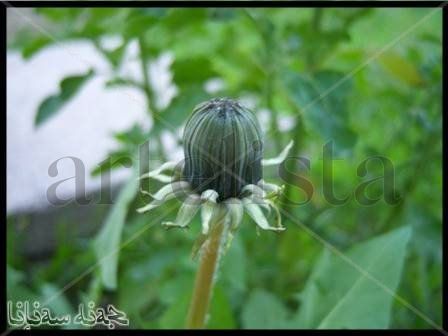Inflorescencia
