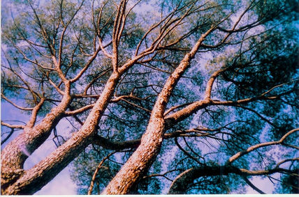 Arboles