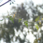 Flores thumbnail 1