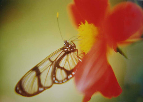 Transparencia